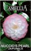 CAMELLIA Nuccios Pearl Japonica