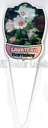 Lavatera Barnsley - Click Image to Close