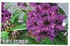 RHODODENDRON Purple Splendour