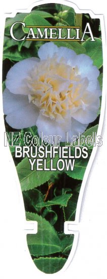 CAMELLIA Brushfield's Yellow - Click Image to Close