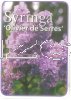 SYRINGA Olivier de Serres