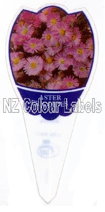 ASTER ericoides Pink - Click Image to Close