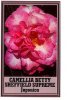 CAMELLIA Betty Sheffield Supreme