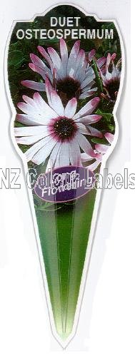 OSTEOSPERMUM Duet - Click Image to Close