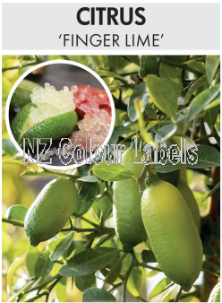 CITRUS Finger Lime - Click Image to Close