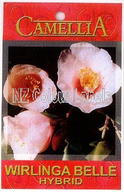 CAMELLIA Wirlinga Bell - Click Image to Close