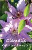 CLEMATIS KATHLEEN DUNFORD