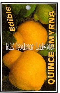 QUINCE Smyrna - Click Image to Close