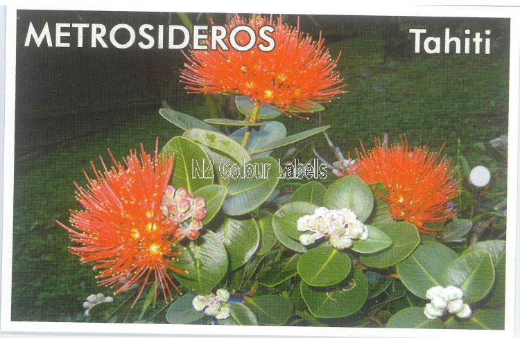 METROSIDEROS Tahiti - Click Image to Close