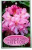 RHODODENDRON Mrs J.P Lade