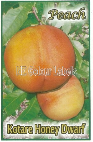 PEACH Kotare Honey Dwarf - Click Image to Close