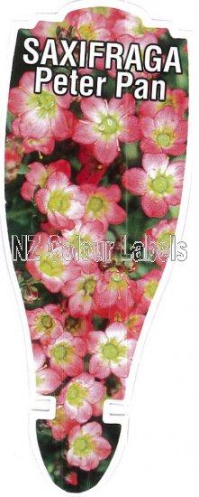 SAXIFRAGA Peter Pan - Click Image to Close