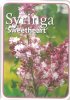 Syringa Sweetheart