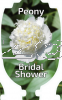 PAEONIA (Peony) Bridal Shower