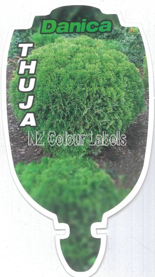 THUJA Danica - Click Image to Close