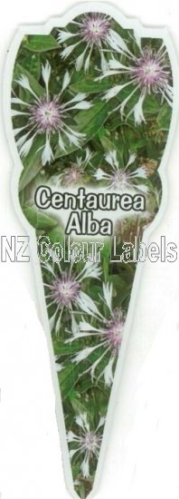 CENTAUREA Montana Alba - Click Image to Close