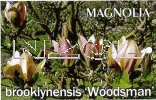 MAGNOLIA brooklynensis Woodsman