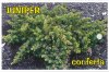 JUNIPERUS conferta (Shore Juniper)