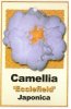 CAMELLIA Ecclefield