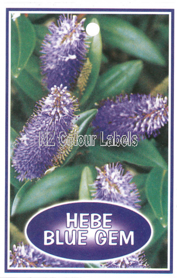 HEBE speciosa Blue Gem - Click Image to Close