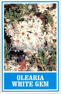 OLEARIA phlogopappa White Gem - Click Image to Close