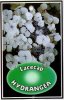 HYDRANGEA Lacecap White