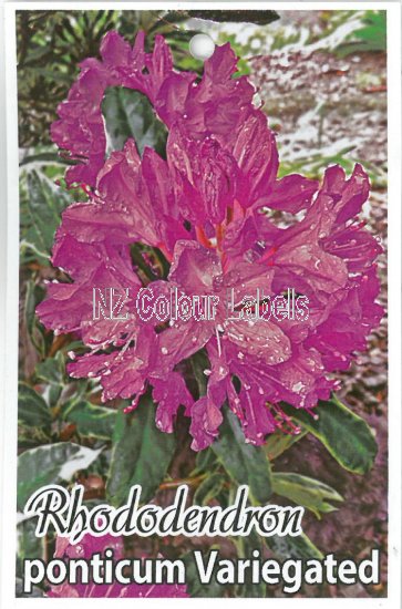 RHODODENDRON ponticum Variegated - Click Image to Close