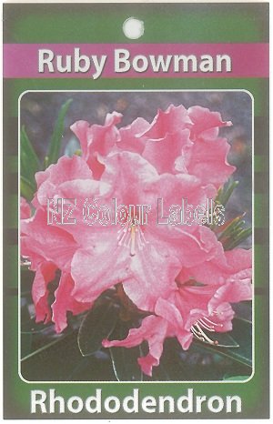 RHODODENDRON Ruby F Bowman - Click Image to Close