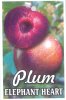 PLUM Elephant Heart