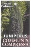 JUNIPERUS com. Compressa