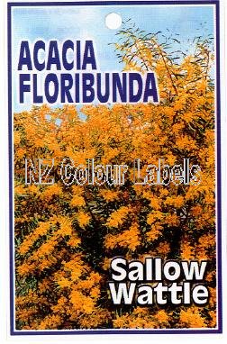 ACACIA floribunda - Click Image to Close