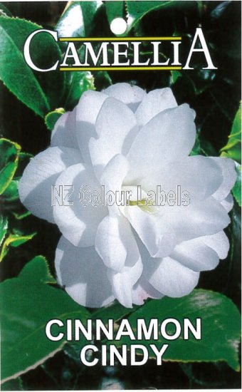 CAMELLIA Cinnamon Cindy Hybrid - Click Image to Close