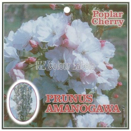 PRUNUS Amonagawa - Click Image to Close