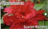 RHODODENDRON Scarlet Wonder