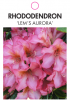 RHODODENDRON 'LEM'S AURORA'