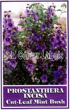 PROSTANTHERA incisa - Click Image to Close