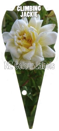 ROSE MINIATURE Climbing Jackie - Click Image to Close