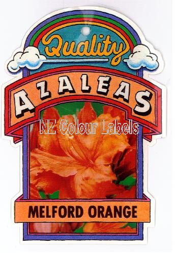 AZALEA Deciduous Ilam Melford Orange - Click Image to Close