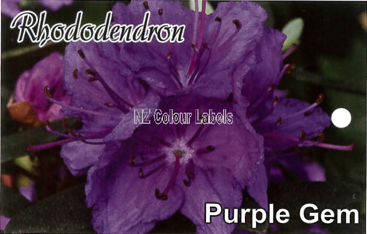 RHODODENDRON Purple Gem - Click Image to Close