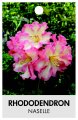 RHODODENDRON NASELLE RHODODENDRON NASELLE