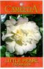 CAMELLIA Little Pearl Sasanqua