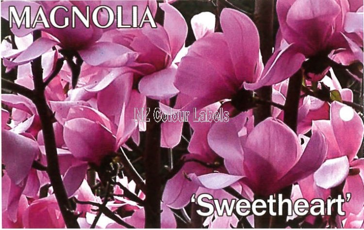 MAGNOLIA Sweetheart - Click Image to Close