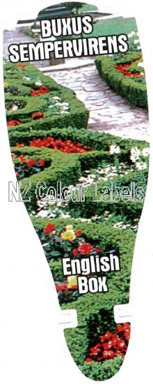 BUXUS sempervirens [English Box] - Click Image to Close