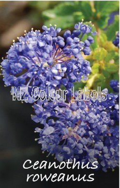 CEANOTHUS roweanus - Click Image to Close