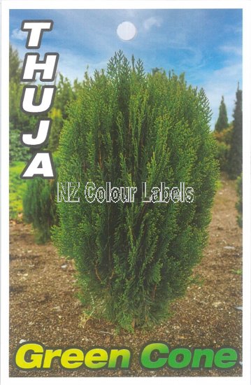 THUJA orientalis GREEN CONE - Click Image to Close