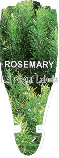 ROSEMARY - Rosmarinus Officinalis - Click Image to Close