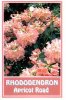 RHODODENDRON Apricot Road