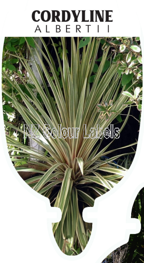 CORDYLINE AUSTRALIS ALBERTII - Click Image to Close