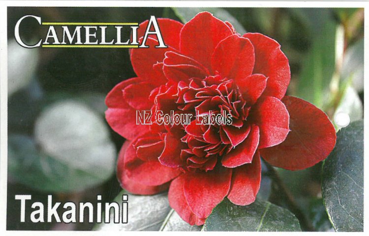 CAMELLIA Takanini - Click Image to Close