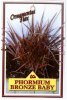 PHORMIUM Bronze Baby